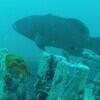 Picture taken during the dive