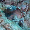 Picture taken during the dive