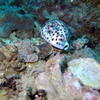 Picture taken during the dive