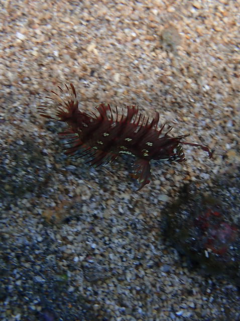 Bali Breizh Divers - Dive Center in Indonesia