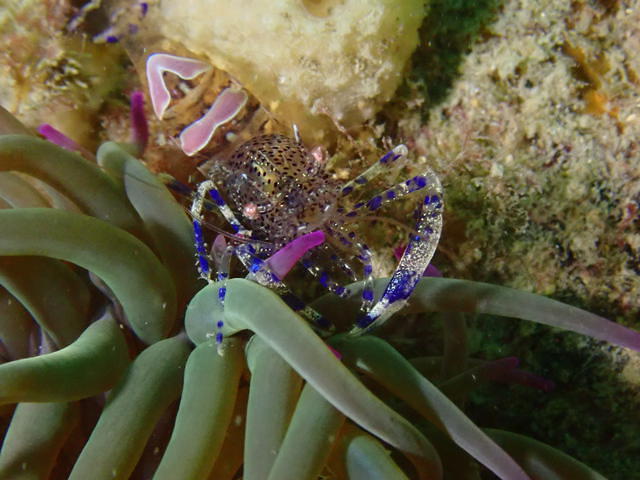 St Malo Plongee Emeraude - Dive Center in France
