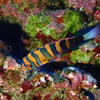 Picture taken during the dive