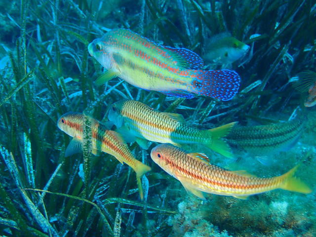 Sarl E Ragnole - Dive Center in France