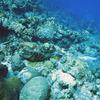 Picture taken during the dive