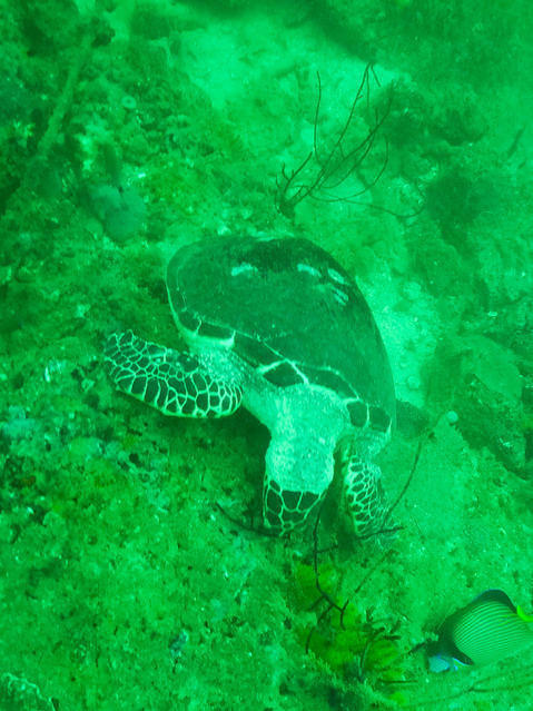 Extra Divers Oman Muscat - Dive Center in Oman