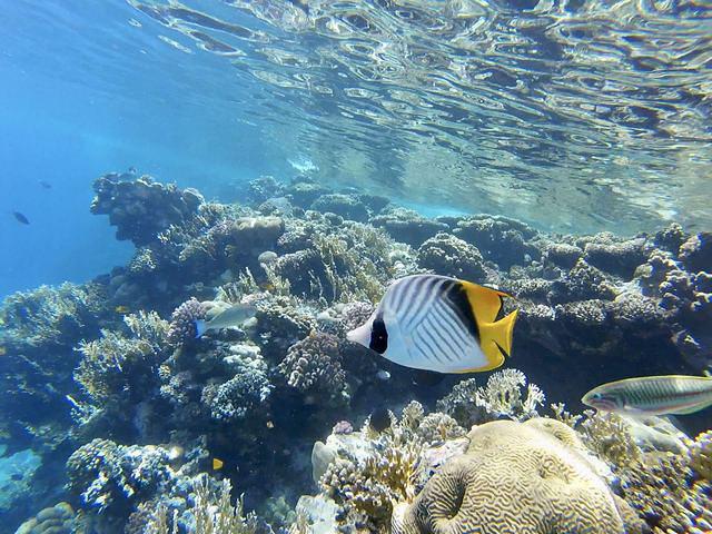 Dive In Sharm - Dive Center in Egypt