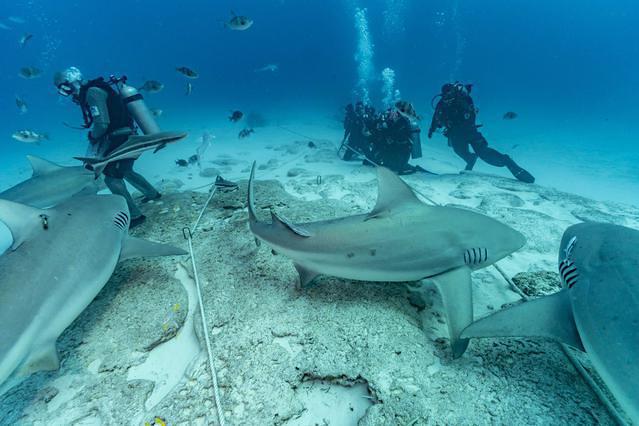 Scuba Playa - Dive Center in Mexico
