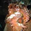 Picture taken during the dive