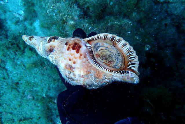 Diving in Spain, Gran Canaria - By Vanearenaslores
