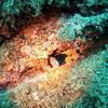 Picture taken during the dive