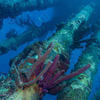 Picture taken during the dive