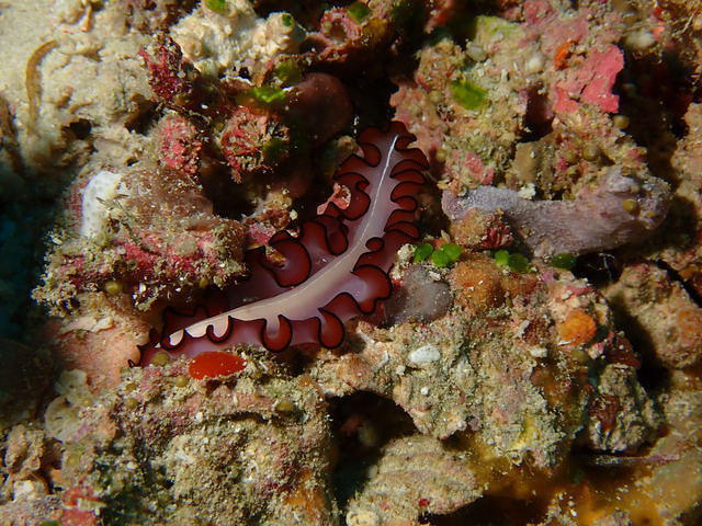 #