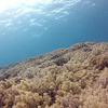 Picture taken during the dive