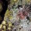 Picture taken during the dive