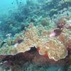 Picture taken during the dive