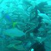 Picture taken during the dive
