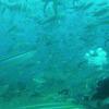 Picture taken during the dive