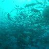 Picture taken during the dive