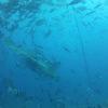 Picture taken during the dive