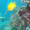 Picture taken during the dive