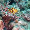 Picture taken during the dive