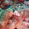 Picture taken during the dive