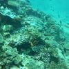 Picture taken during the dive