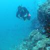 Picture taken during the dive