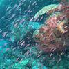 Picture taken during the dive