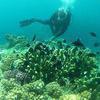 Picture taken during the dive