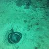 Picture taken during the dive