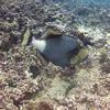 Picture taken during the dive
