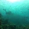 Picture taken during the dive