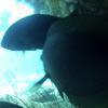 Picture taken during the dive