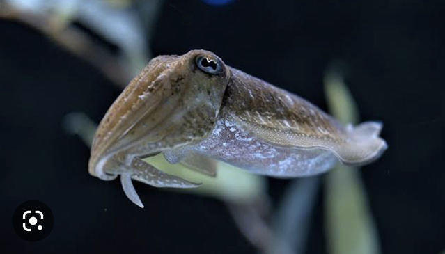 Diving in France, Iroise Sea And Ouessant Island - By Yorel