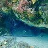 Picture taken during the dive