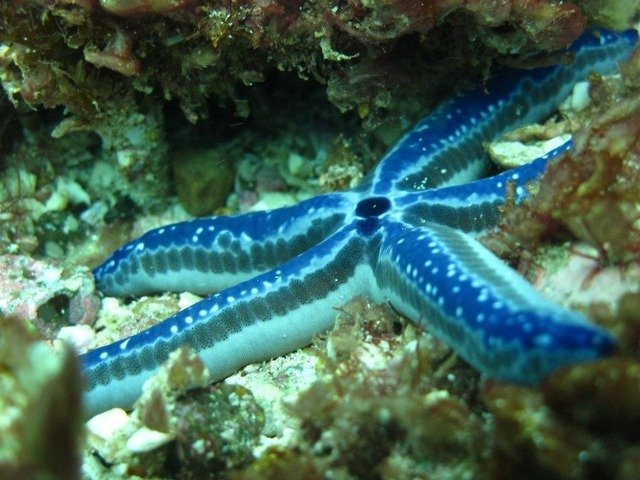 Ocean Reef - Dive Center in Ecuador