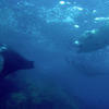 Picture taken during the dive