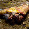 Picture taken during the dive