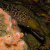 Picture taken during the dive