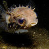 Picture taken during the dive