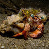 Picture taken during the dive