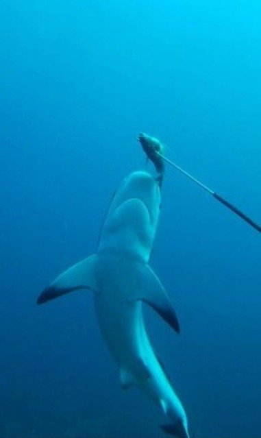 Sirius Dive Center - Dive Center