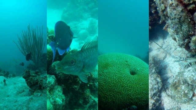 Sirius Dive Center - Dive Center