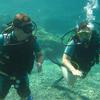 Picture taken during the dive