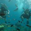 Picture taken during the dive