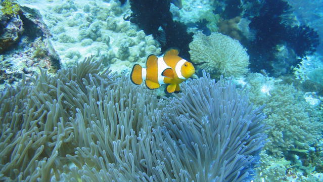Sierra Madre Divers - Dive Center in Philippines